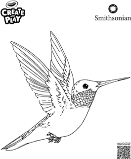 Create and Play Smithsonian Ruby Throated Hummingbird
